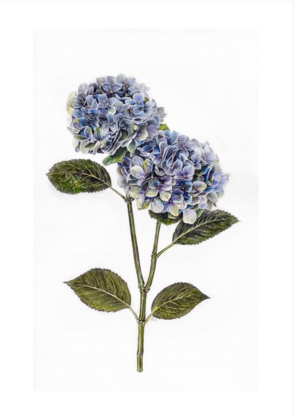 A3 Blue Hydrangeas Print