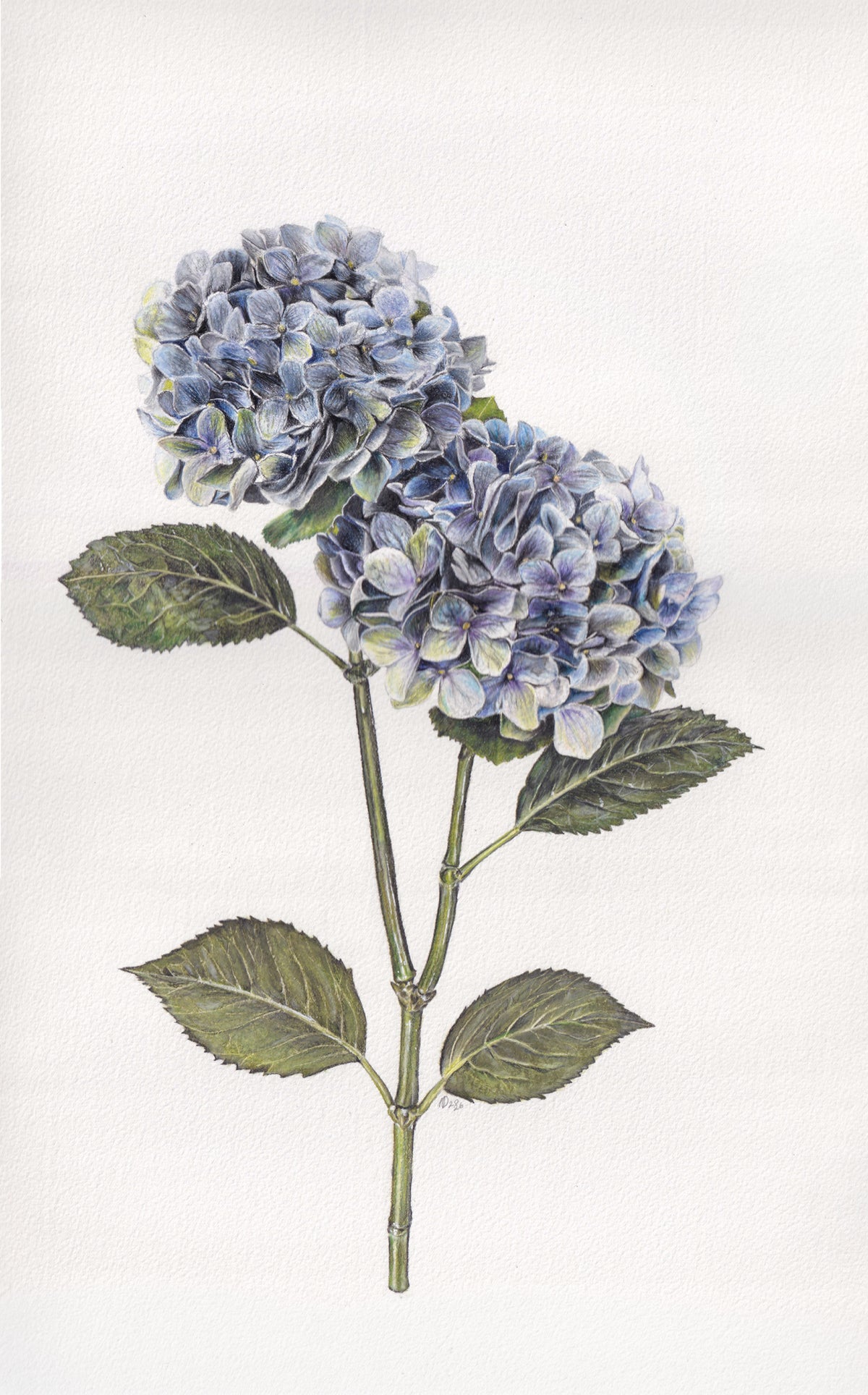 A4 Blue Hydrangeas Print